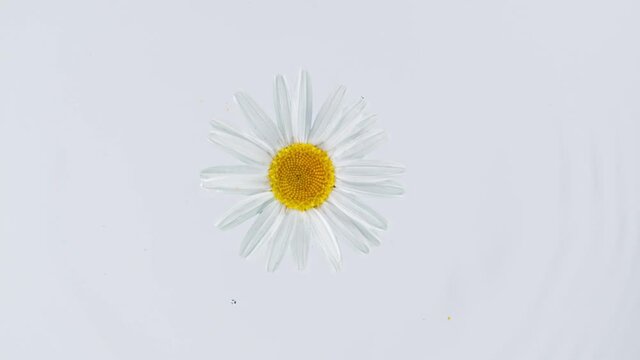 Super Slow Motion of Beautiful Daisy Blossom Falling into Water. 1000 fps.