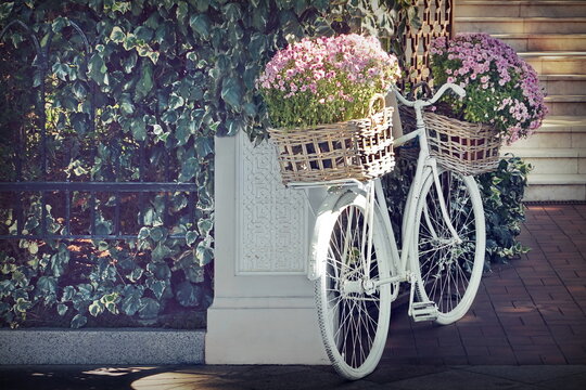 Vintage White Bicycle with Flower in Retro Basket as Designed Element Near House Entry Before Marble Staircase. Modern Garden with Retro Design. Home Entry With Flowerbed From Old White Bike.