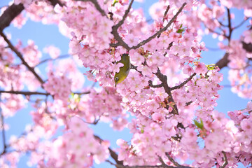 メジロと桜