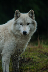 Obraz premium Gray wolf