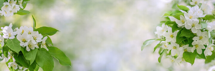Blooming apple tree spring background, as idea texture, web banner