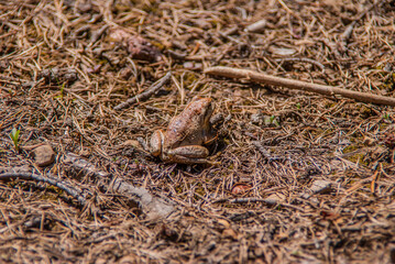 Wild-frog