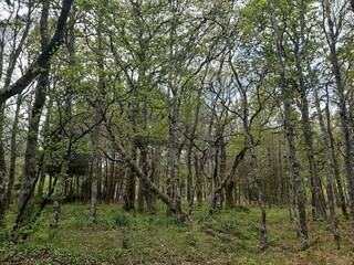 Interior de un bosque de robles en Galicia