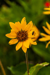 Obraz premium Sunflowers