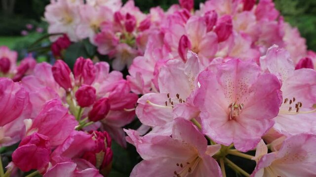 Pink flowering rhododendron