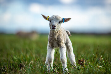 Fototapeta premium Easter Lamb
