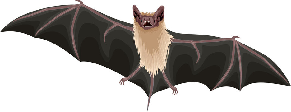 vector Mexican Free-Tailed Bat illustration