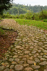 stone path in the garden