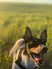 Cute puppy on the sunny prairie