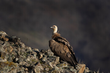 Griffon vulture in the Rhodope Mountains. Vultures warmer on the sun. Bulgarian wildlife. Calm scavenger sit on the rock. 