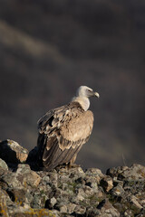 Griffon vulture in the Rhodope Mountains. Vultures warmer on the sun. Bulgarian wildlife. Calm scavenger sit on the rock. 