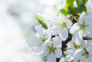 Floral background of white flowers out of focus.