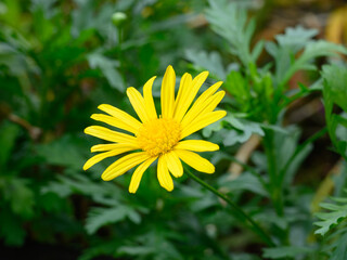 Yellow flower in the garden