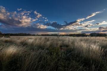Beautiful view of acloudy sky above a field of grass ona windy day during sunset