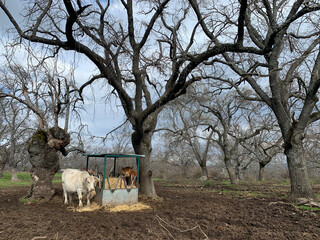 Cows in madrid mountains eating