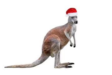 Rolgordijnen Male kangaroo in Christmas hat isolated on white background. Big kangaroo full lengths, front view. Zoo banner with copy space © esvetleishaya