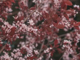 cherry blossom