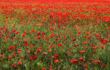 meadow full of poppies, field of poppies in bloom, floral texture, floral background, poppy...