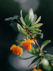 orange flower