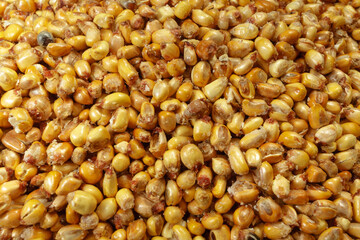 Toasted corn background texture, traditional snack of the paruvian  gastronomy