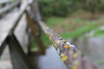 Lichen On A Wire