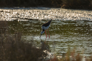A common Black-winged stilt, Himantopus himantopus, hunting worms and minnows for food, in the marshes of the natural environment of Prat de Cabanes, south beach of Torrenostra, Castellon, Spain.