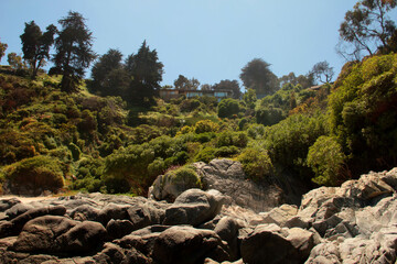 landscape with trees