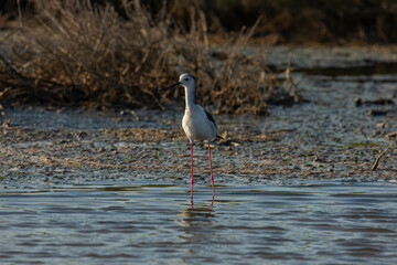 A common Black-winged stilt, Himantopus himantopus, hunting worms and minnows for food, in the marshes of the natural environment of Prat de Cabanes, south beach of Torrenostra, Castellon, Spain.