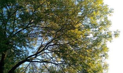 Obraz premium Ein Blick in die Baumkrone in Richtung blauen Himmel