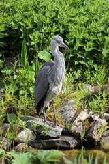 Naklejka premium Graureiher (Ardea cinerea), auch Fischreiher