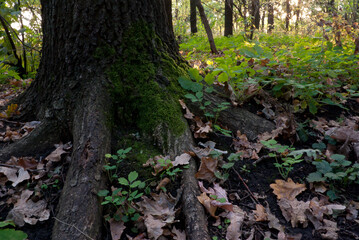strong oak base, root covered with moss in the forest