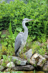 Graureiher (Ardea cinerea), auch Fischreiher