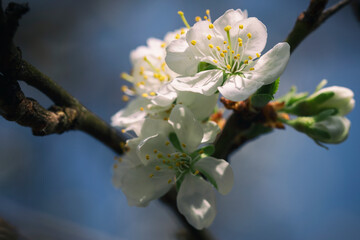 Plum flowers on a background of blue sky