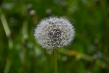 a large white dandelion with water droplets on the flower after the rain. close-up