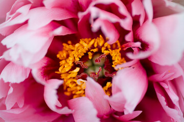 Close up view on pink flower of Tree peonies. Pink peony flower close-up with selective focus. Low key beautiful blooming peony picture for decoration. Single lush peony head, tender flower top view.
