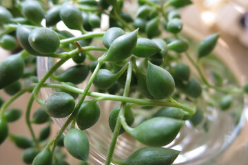 グリーンネックレス（観葉植物）