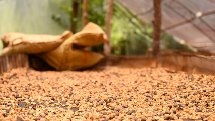 Green coffee beans in production process of plantation
