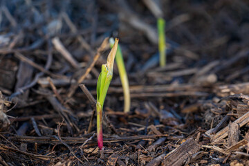 Corn plant leaf damage from frost and freezing weather.  Cold weather damage, crop insurance claim and farming concept