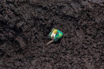 Closeup of corn seed germination in soil of cornfield. Agriculture, agronomy and farming concept.