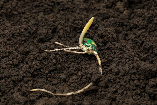 Closeup of corn seed germination in soil of cornfield. Agriculture, agronomy and farming concept.