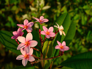 Pink flower