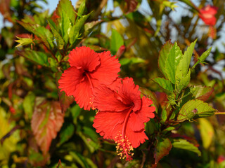 Red garden flower