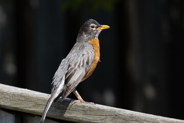 Bird on fence in garden