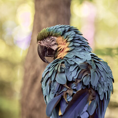 Closeup shot of an ara macaw parrot with blurred background © Christina Saymansky/Wirestock