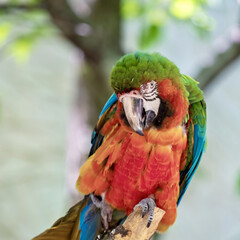 Closeup shot of an ara macaw parrot with blurred background © Christina Saymansky/Wirestock