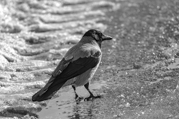 crow on the ground