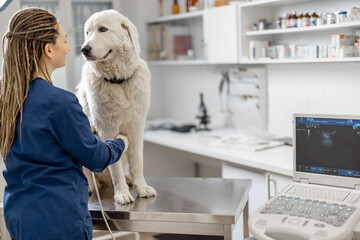 Female veterinarian examines big white dog using ultrasound while patient sitting at examination table at vet clinic and looks at doctor. Pet care and treatment. Copy space.
