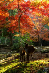 Obraz premium 宮島の鹿と紅葉