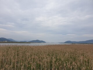 Reed landscape, korea, 한국