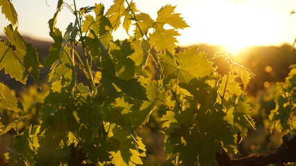 autumn leaves in the sun